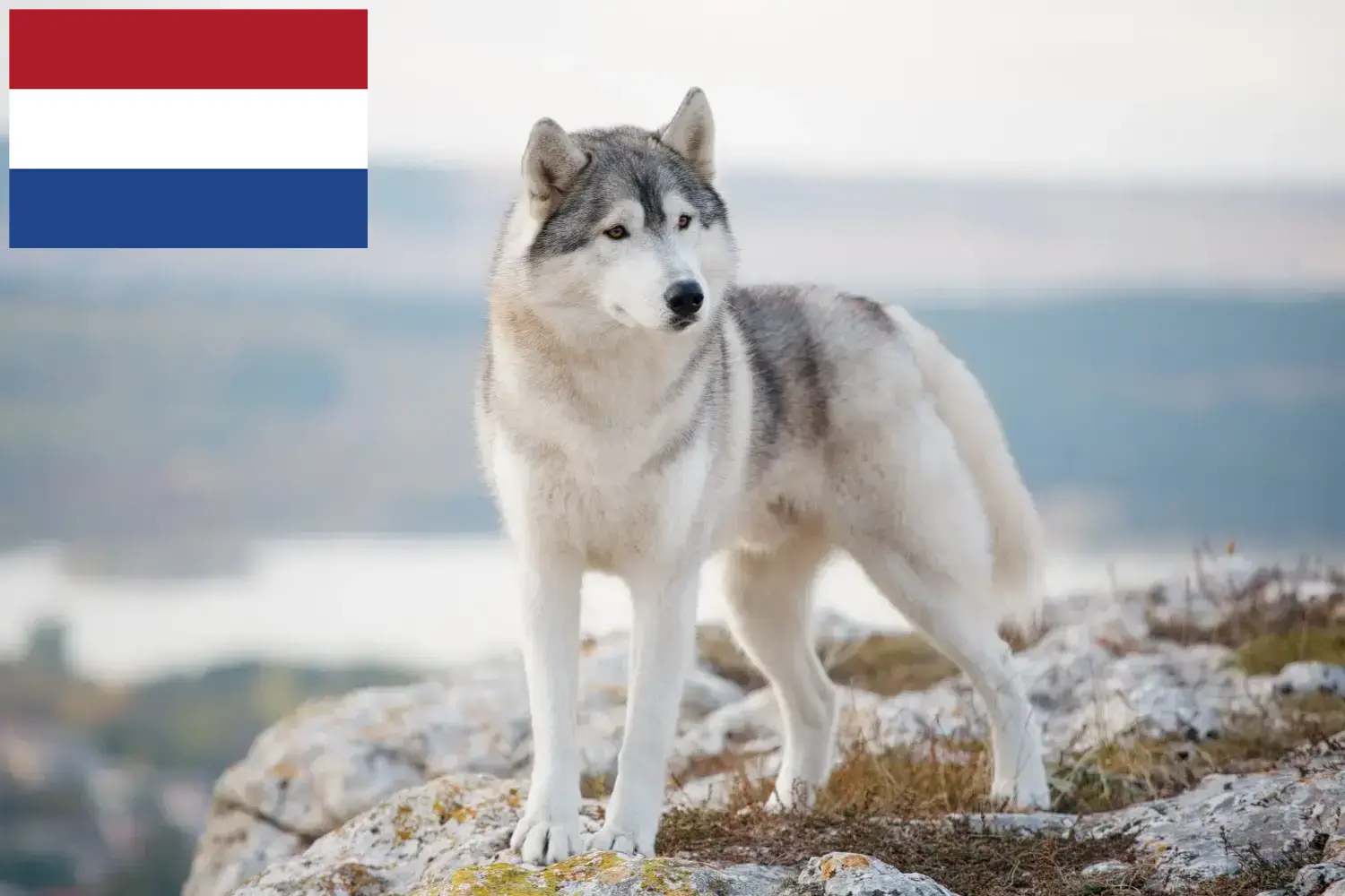 Read more about the article Criadores de Husky e cachorros nos Países Baixos