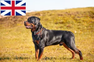 Read more about the article Criadores de Rottweiler e cachorros na Grã-Bretanha