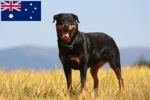 Read more about the article Criadores de Rottweiler e cachorros na Austrália