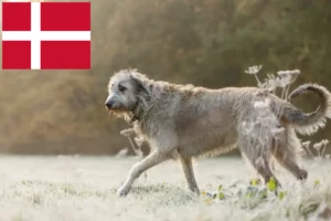 Read more about the article Criadores de Irish Wolfhound e cachorros na Dinamarca