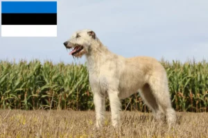 Read more about the article Criadores de Irish Wolfhound e cachorros na Estónia