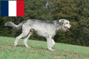 Read more about the article Criadores de Irish Wolfhound e cachorros em França