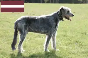 Read more about the article Criadores de Irish Wolfhound e cachorros na Letónia