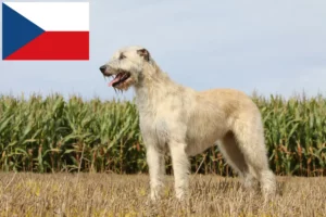 Read more about the article Criadores de Irish Wolfhound e cachorros na República Checa