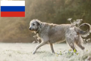 Read more about the article Criadores de Irish Wolfhound e cachorros na Rússia