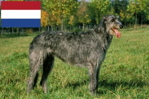 Read more about the article Criadores de Irish Wolfhound e cachorros nos Países Baixos