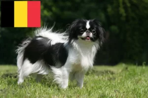 Read more about the article Japão Chin criadores e cachorros na Bélgica