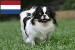 Read more about the article Criadores e cachorros de Chin do Japão nos Países Baixos