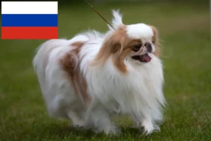 Read more about the article Japão Chin criadores e cachorros na Rússia