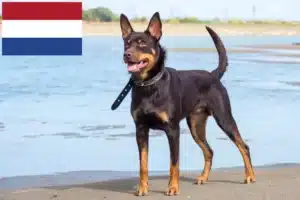 Read more about the article Criadores de Kelpie australiano e cachorros nos Países Baixos