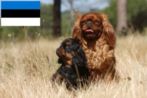 Read more about the article Criadores de King Charles Spaniel e cachorros na Estónia