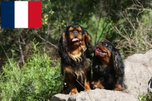 Read more about the article Criadores e cachorros de King Charles Spaniel em França