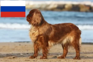 Read more about the article Criadores de King Charles Spaniel e cachorros na Rússia