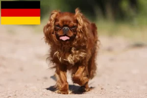 Read more about the article Criadores de King Charles Spaniel e cachorros na Alemanha