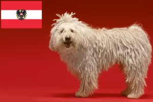 Read more about the article Criadores de Komondor e cachorros na Áustria