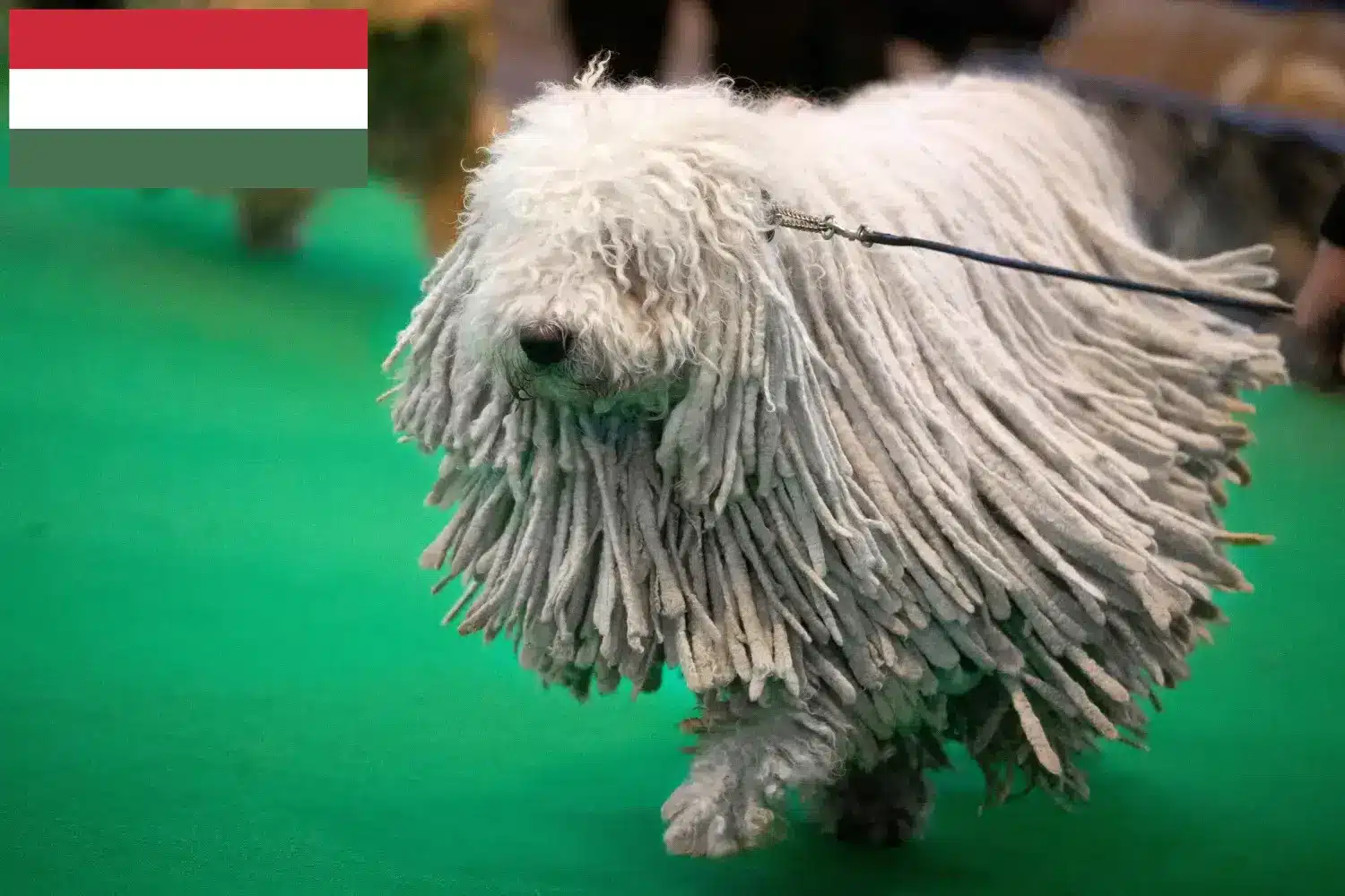 Read more about the article Komondor criadores e cachorros na Hungria