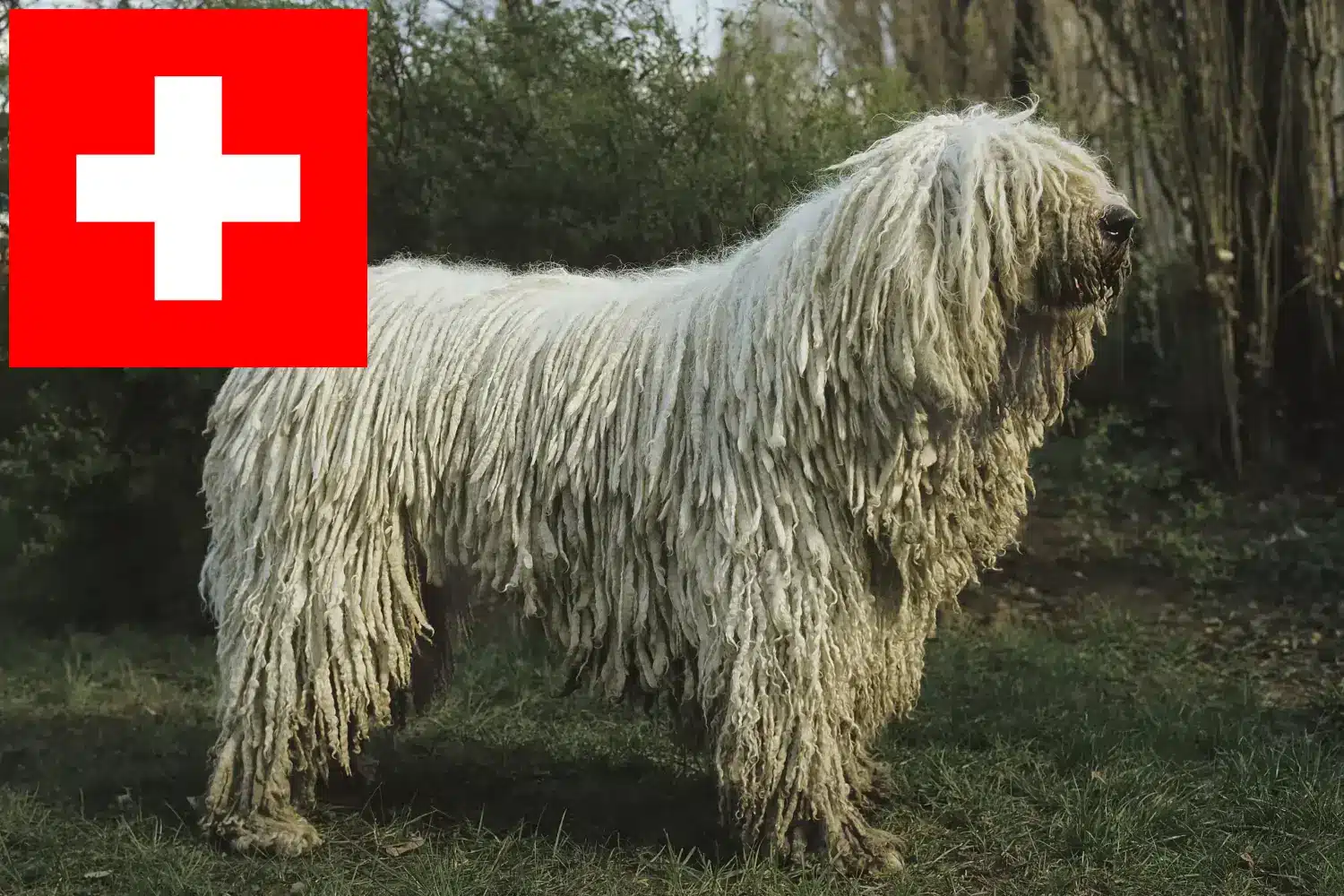 Read more about the article Komondor criadores e cachorros na Suíça