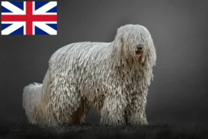 Read more about the article Criadores de Komondor e cachorros na Grã-Bretanha