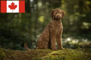 Read more about the article Criadores de Labradoodle e cachorros no Canadá