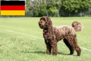 Read more about the article Criadores de Labradoodle e cachorros na Alemanha