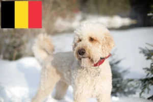 Read more about the article Criadores de Labradoodle e cachorros na Bélgica