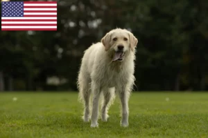 Read more about the article Criadores de Labradoodle e cachorros nos EUA