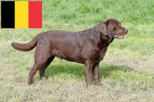 Read more about the article Criadores de Labrador e cachorros na Bélgica
