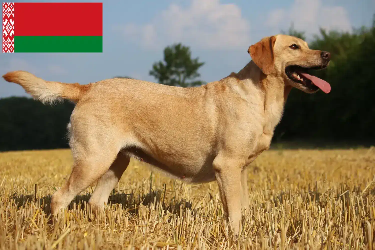 Read more about the article Criadores de Labrador e cachorros na Bielorrússia