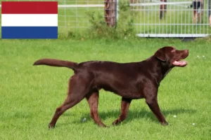 Read more about the article Criadores de Labrador e cachorros nos Países Baixos