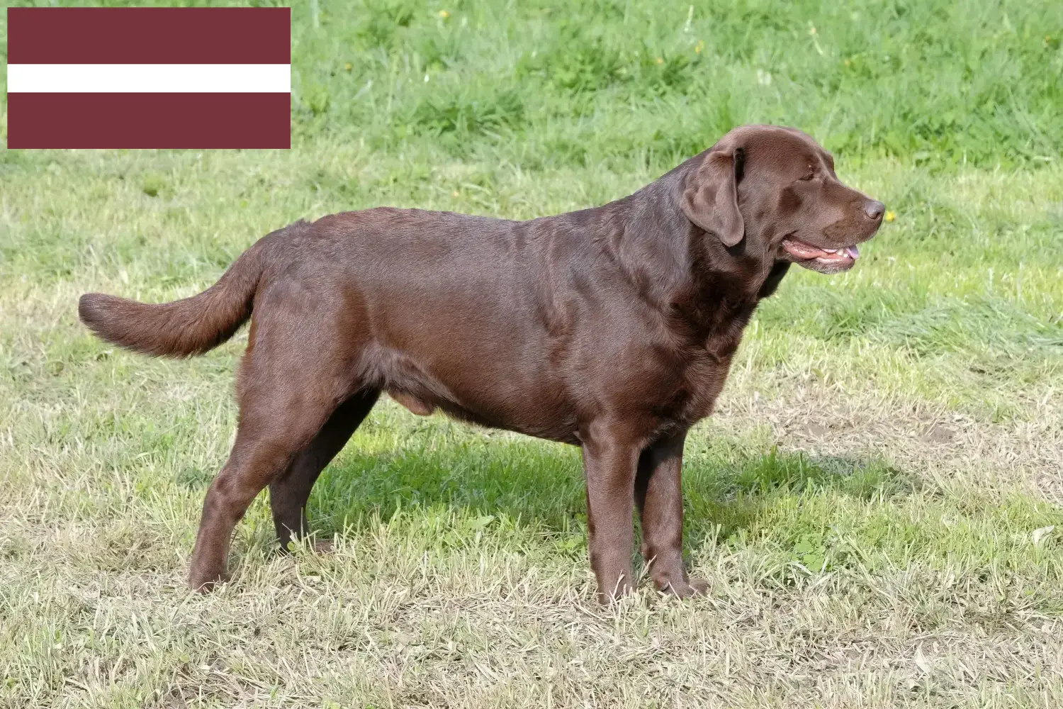 Read more about the article Criadores de Labrador e cachorros na Letónia
