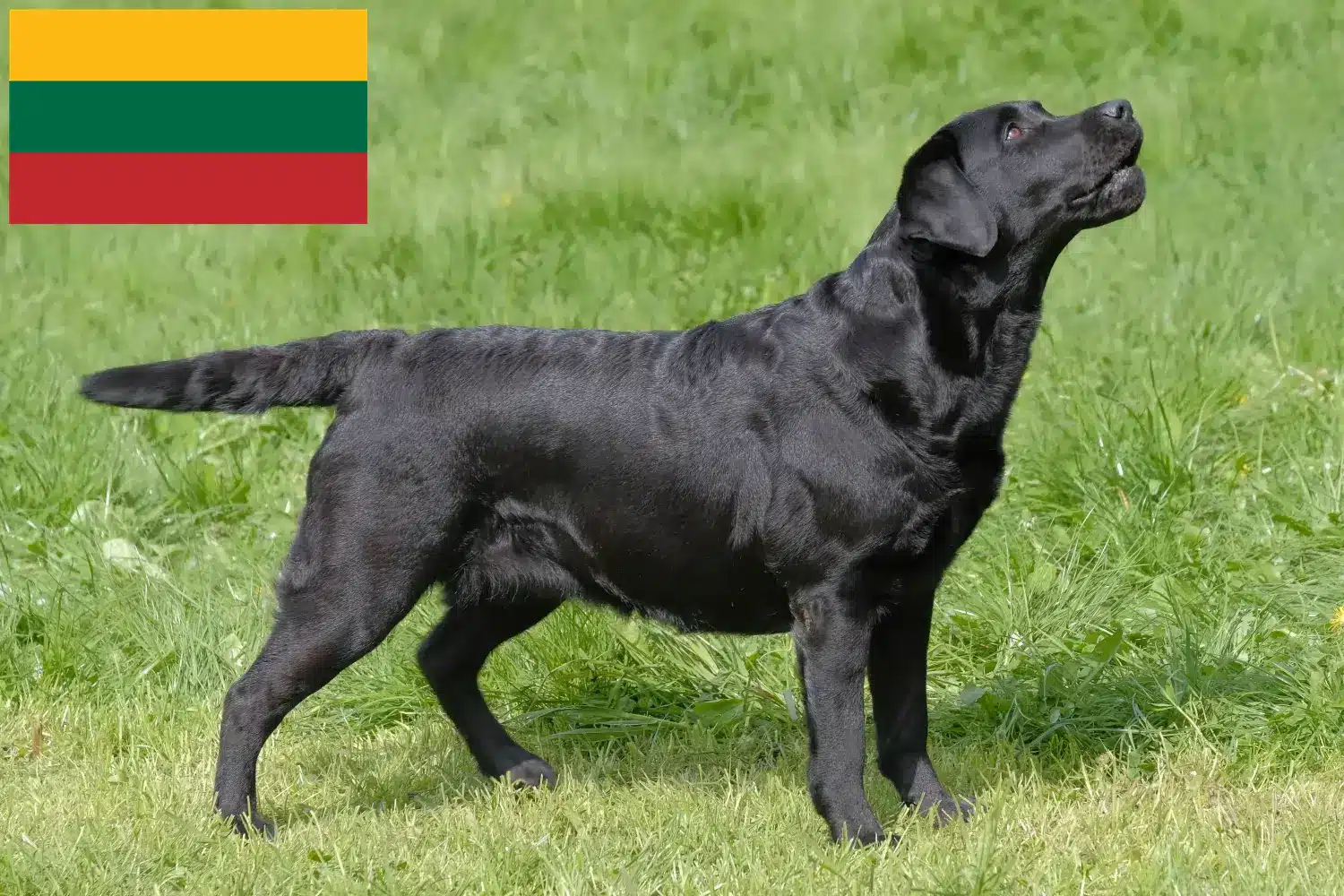 Read more about the article Criadores de Labrador e cachorros na Lituânia