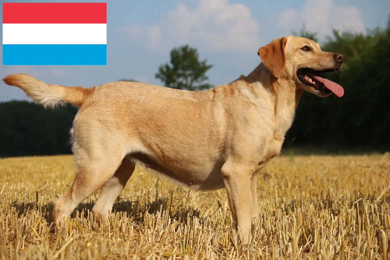 Read more about the article Criadores de Labrador e cachorros no Luxemburgo