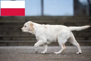 Read more about the article Criadores de Labrador e cachorros na Polónia