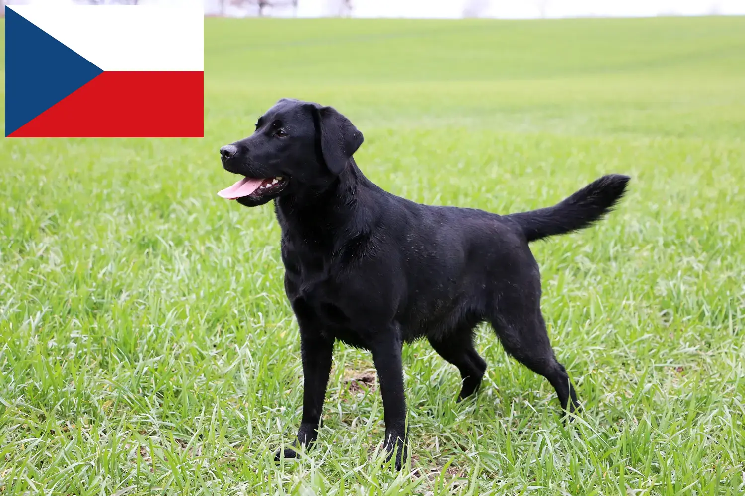 Read more about the article Criadores de Labrador e cachorros na República Checa