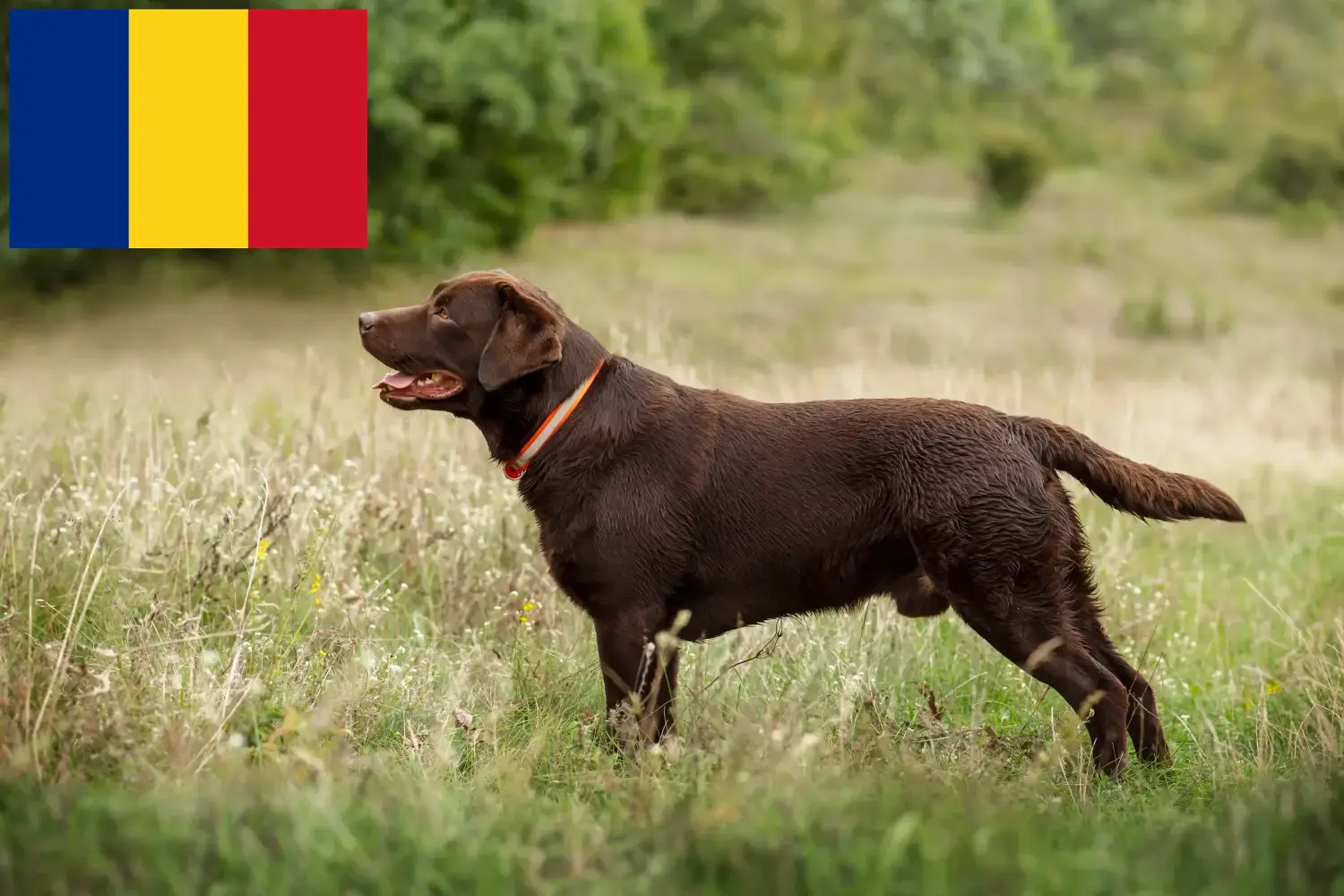 Read more about the article Criadores de Labrador e cachorros em Roménia
