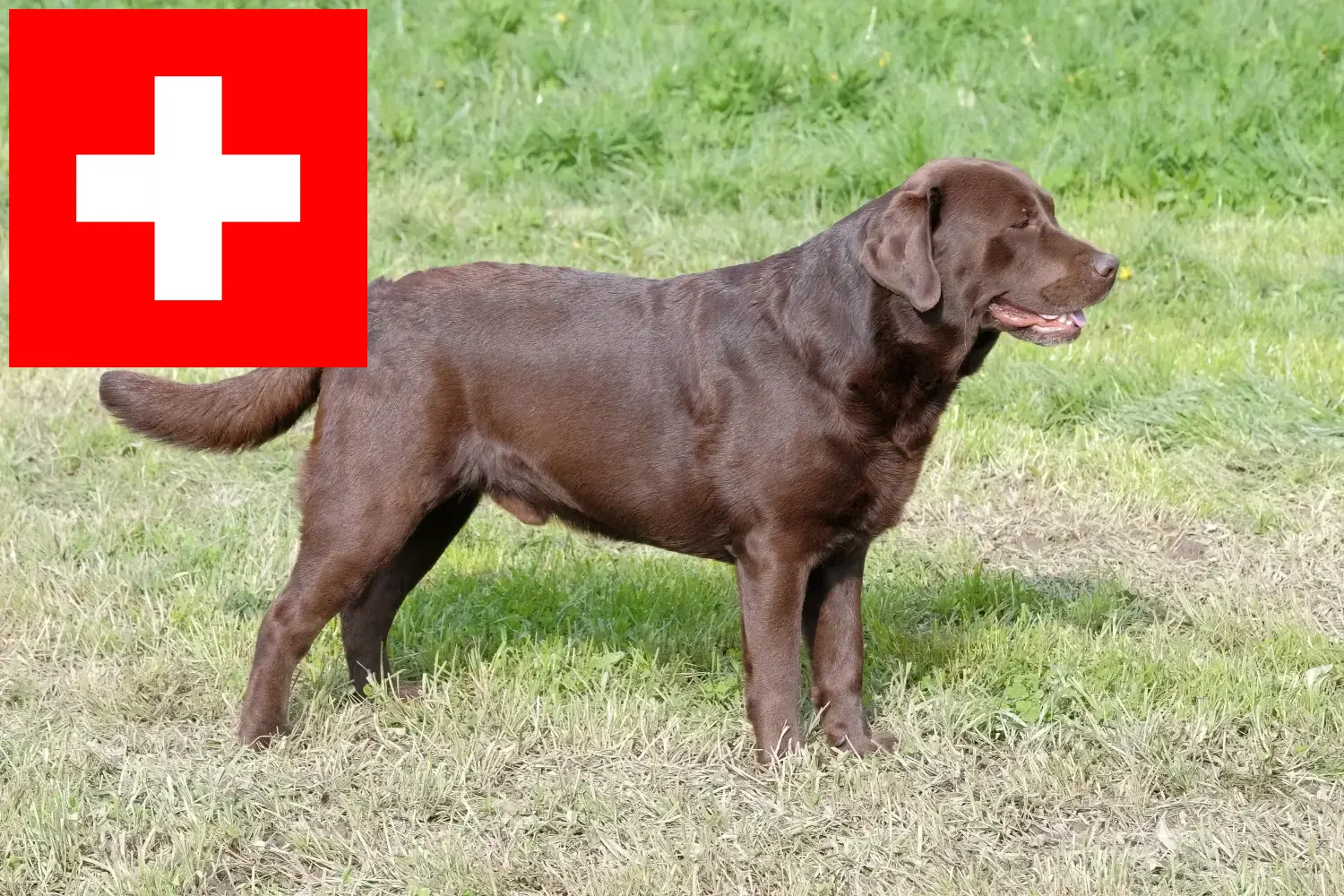 Read more about the article Criadores de Labrador e cachorros na Suíça