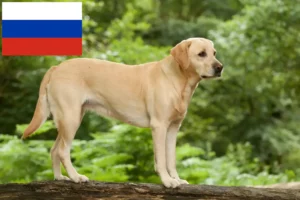 Read more about the article Criadores de Labrador e cachorros na Rússia