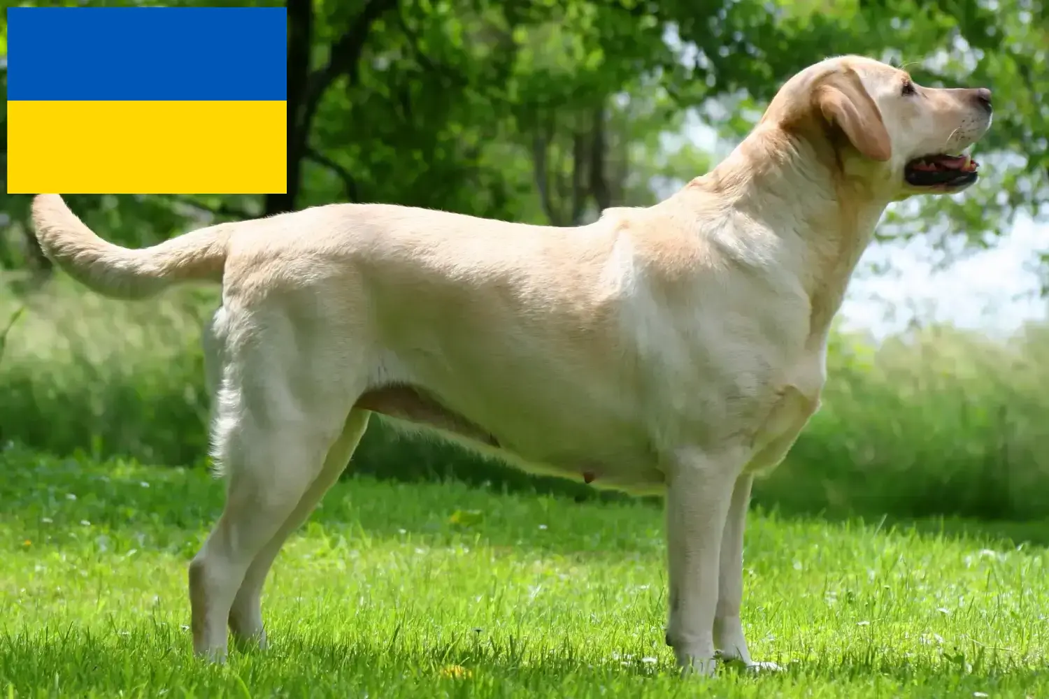 Read more about the article Criadores de Labrador e cachorros na Ucrânia