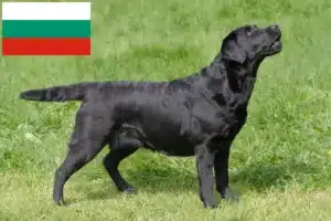 Read more about the article Criadores de Labrador e cachorros na Bulgária