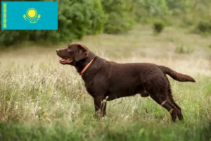 Read more about the article Criadores de Labrador e cachorros no Cazaquistão