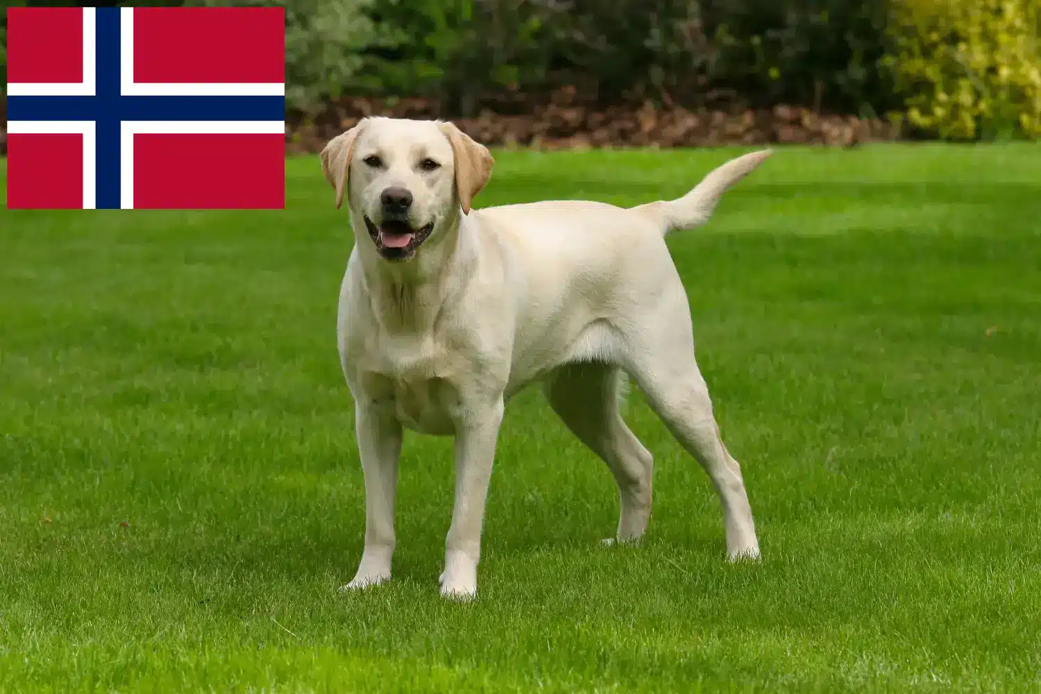 Read more about the article Criadores de Labrador e cachorros na Noruega