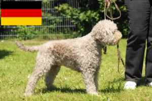 Read more about the article Lagotto Romagnolo criadores e cachorros na Alemanha