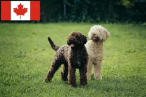 Read more about the article Lagotto Romagnolo criadores e cachorros no Canadá