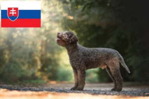 Read more about the article Lagotto Romagnolo criadores e cachorros na Eslováquia