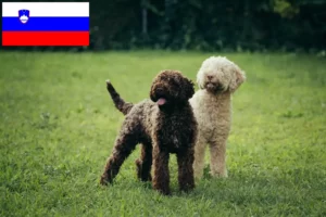 Read more about the article Lagotto Romagnolo criadores e cachorros na Eslovénia