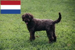 Read more about the article Lagotto Romagnolo criadores e cachorros nos Países Baixos