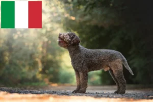 Read more about the article Lagotto Romagnolo criadores e cachorros em Itália