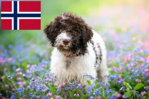 Read more about the article Criadores de Lagotto Romagnolo e cachorros na Noruega