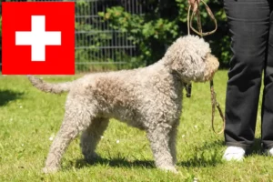 Read more about the article Lagotto Romagnolo criadores e cachorros na Suíça