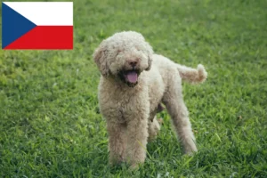 Read more about the article Lagotto Romagnolo criadores e cachorros na República Checa